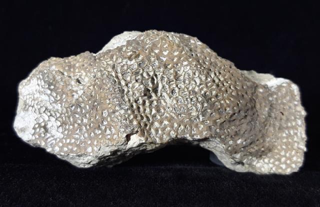 Alveolites sp. LAMARCK 1801 + Pygidium einer Calymene - Bild © FossNet FossilienStore